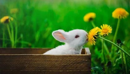 开云官网首页-开云体育_ NBA的反兴奋剂政策：维护公平竞争的重要性，反兴奋剂名单