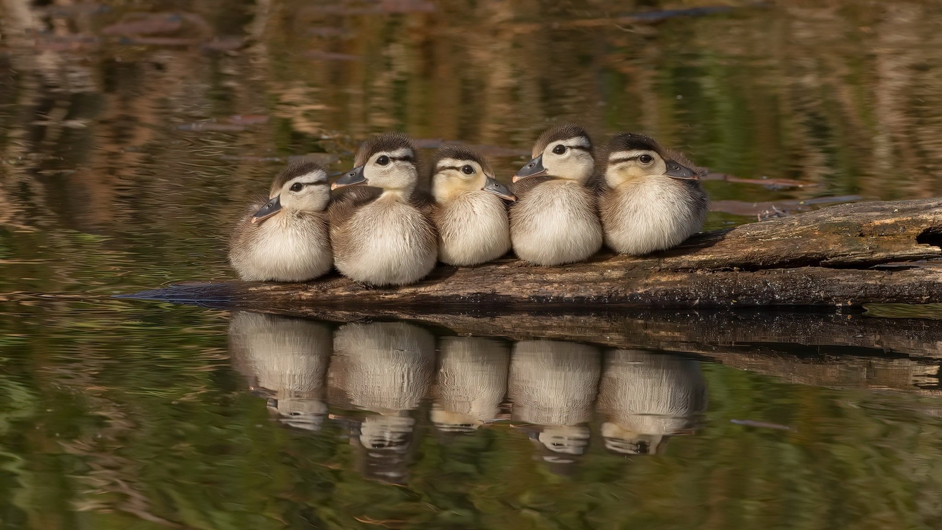 开云官网APP下载-“豪车狂飙：性能与速度的完美展现”，狂飙车行