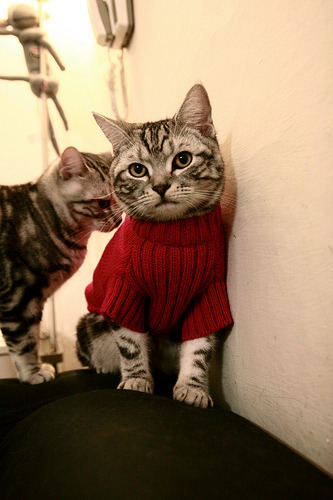 kaiyun官方入口登录-国王主场引入“手语播报服务”，联盟首次尝试，国王唱歌