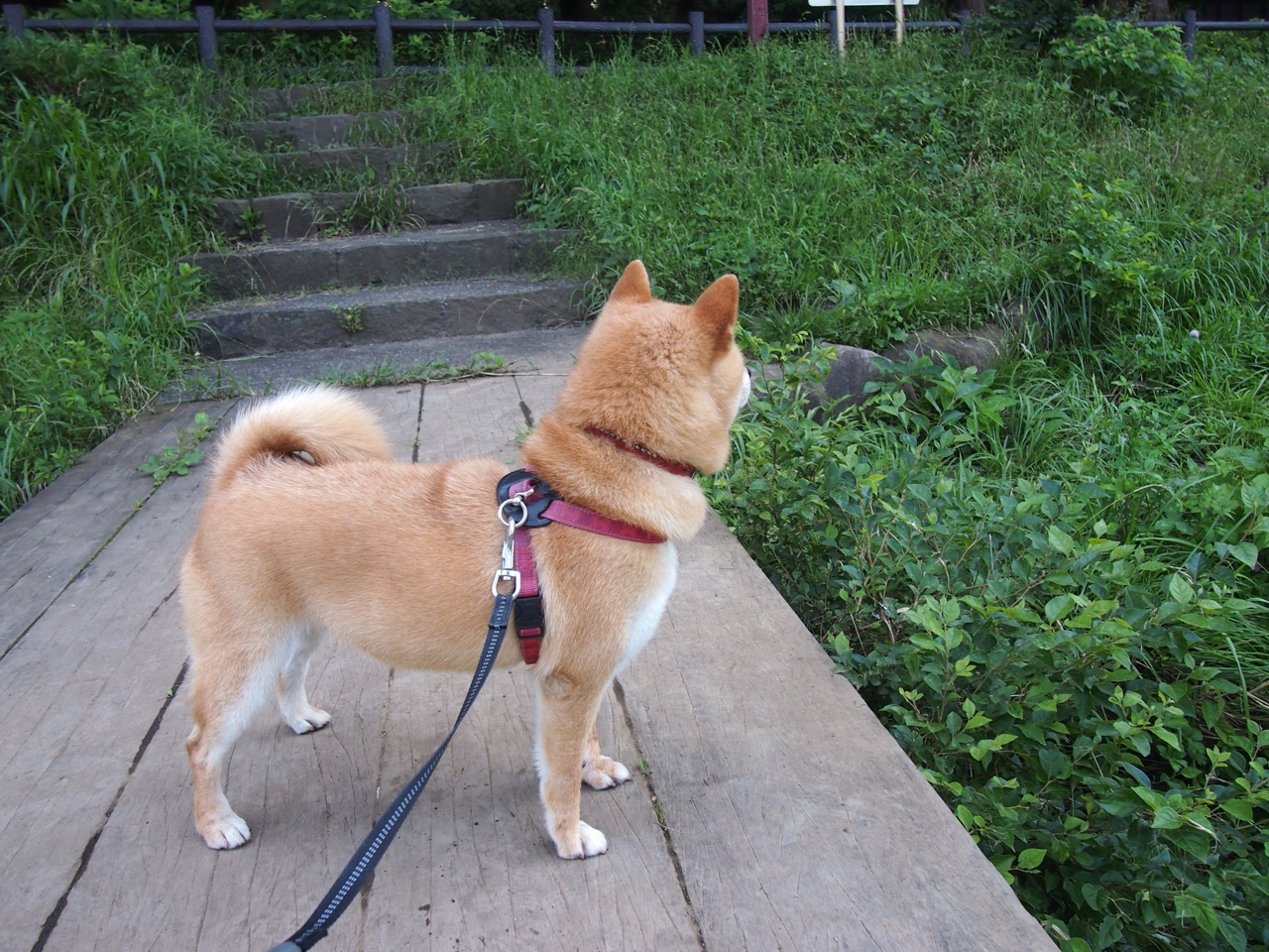 国王发布“城市之光”主题球衣,致敬萨克拉门托夜景,城市之光进行曲萨克斯