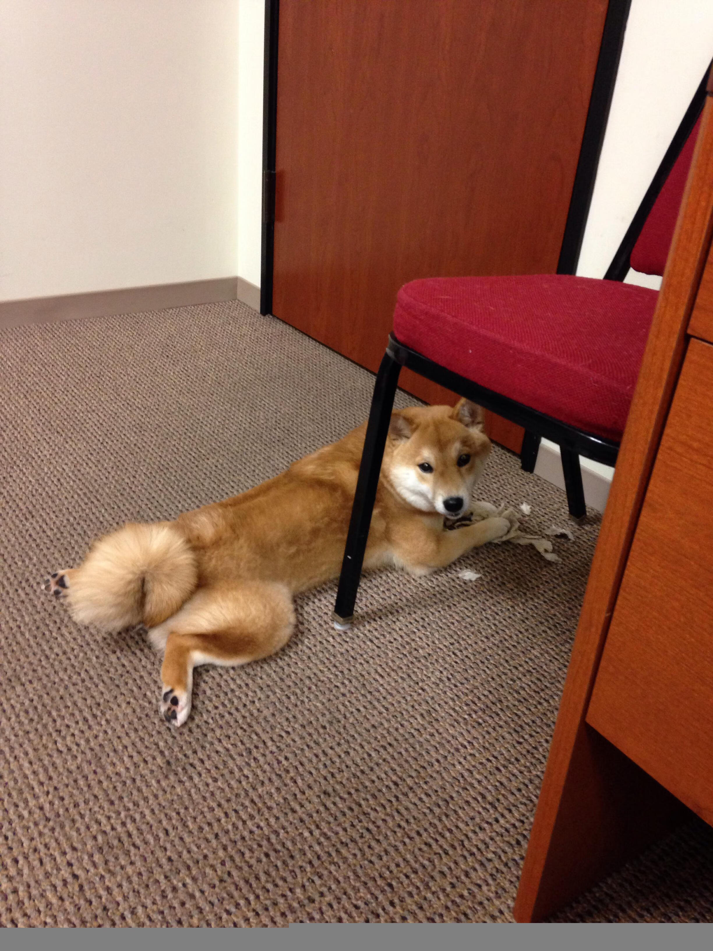 青少年裁判“全国巡回培养计划”扎实推进，行业规范步伐加快，全国青少年锦标赛几年一次