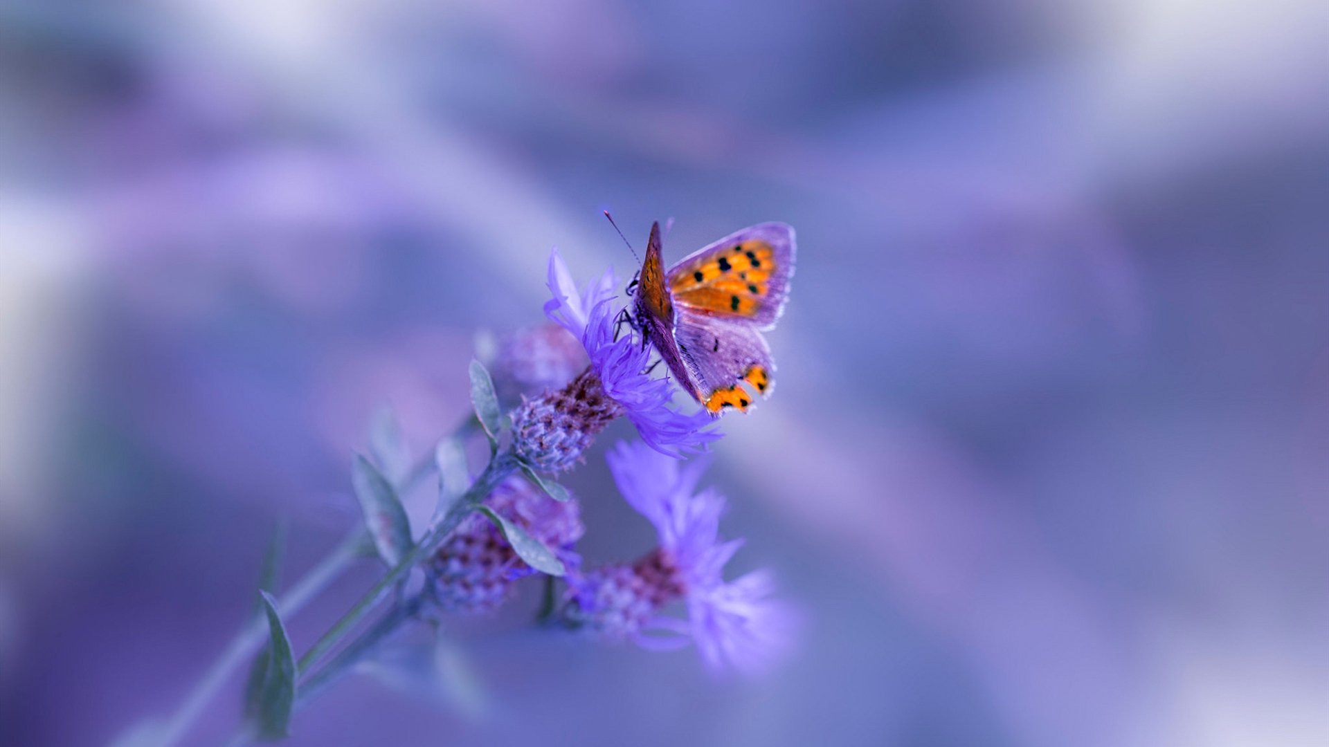 LPL官方推出电竞教育计划，电竞教育包括什么教育