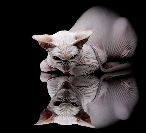 中国女足队员刘某在比赛中攻入制胜球，中国女子足球队问责