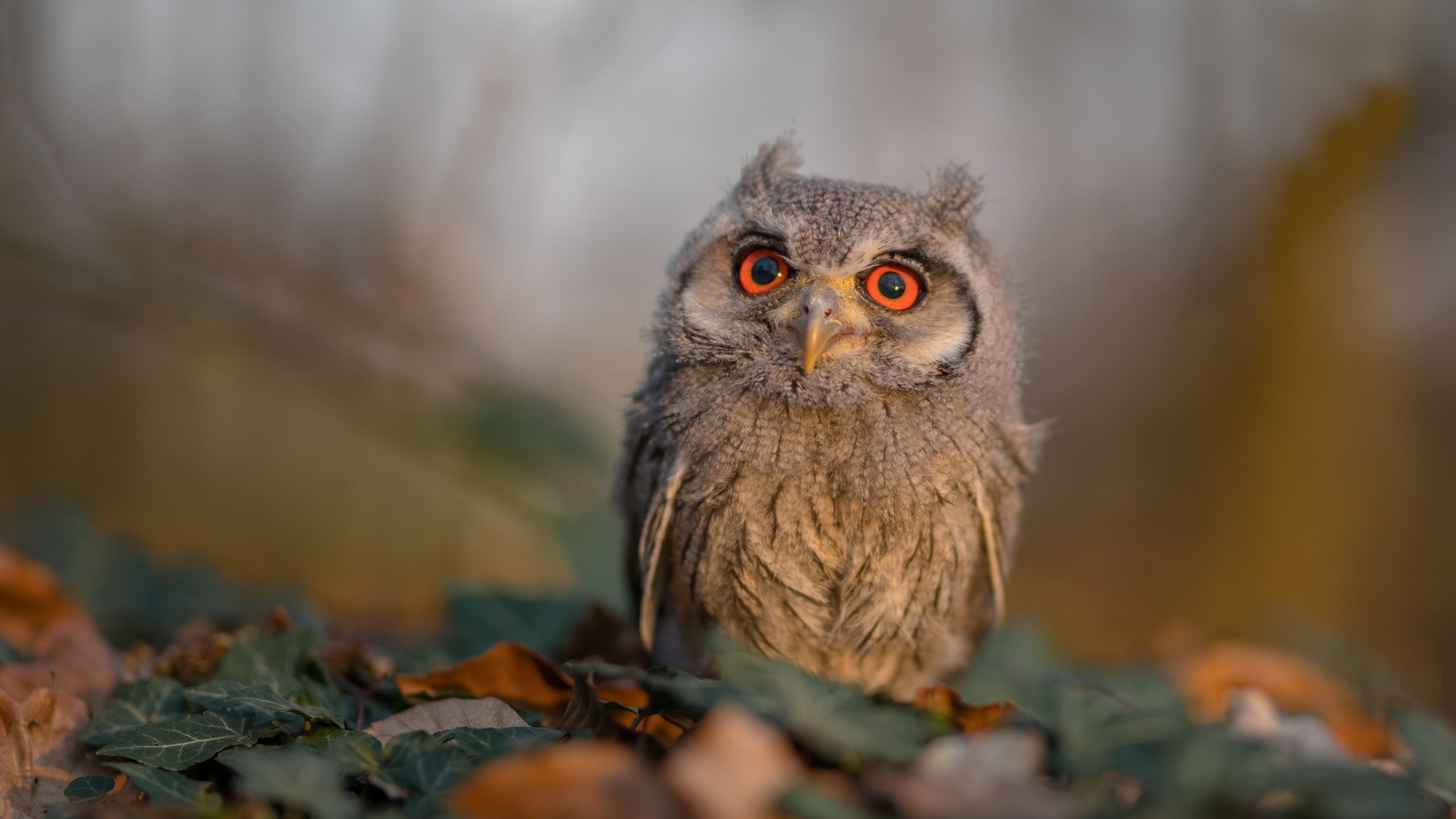 开云体育在线赛事直播-切尔西3-2热刺，蓝军逆转取胜，切尔西热刺比赛时间