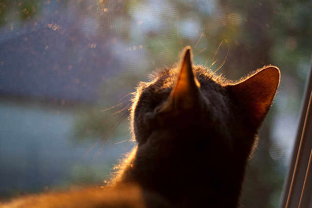 切尔西主场轻松战胜狼队，追赶积分领头羊，切尔西对阵狼队赛前分析
