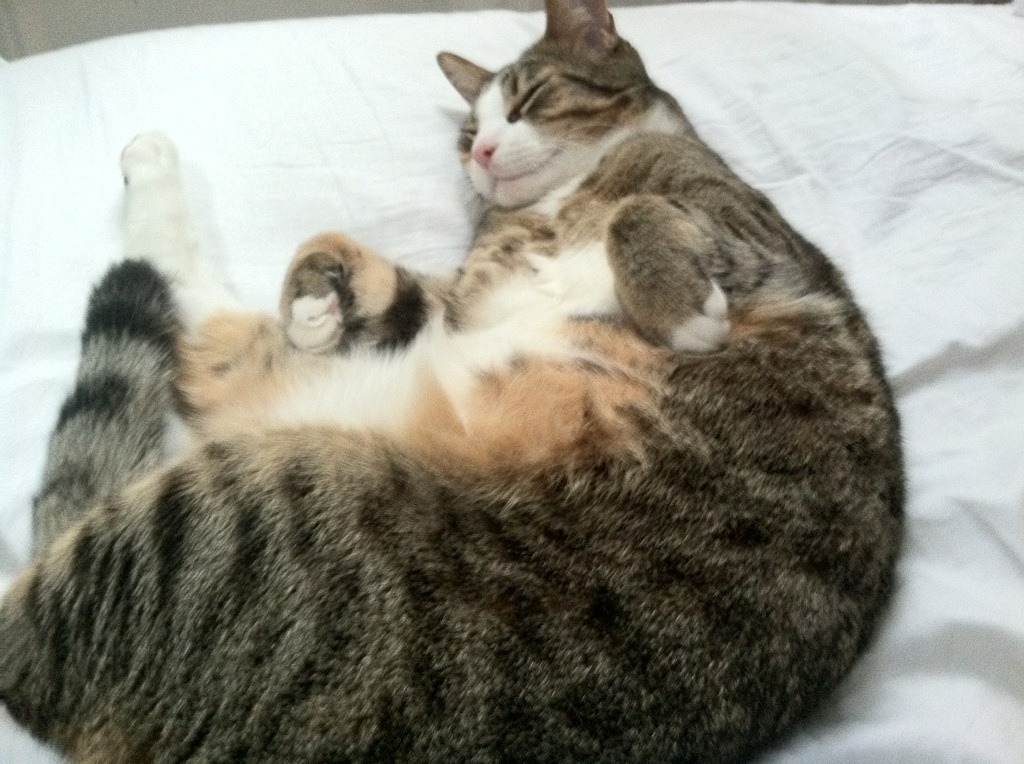 南安普顿主场大胜西布朗，英超保级希望重新燃起，南安普顿vs布莱顿直播