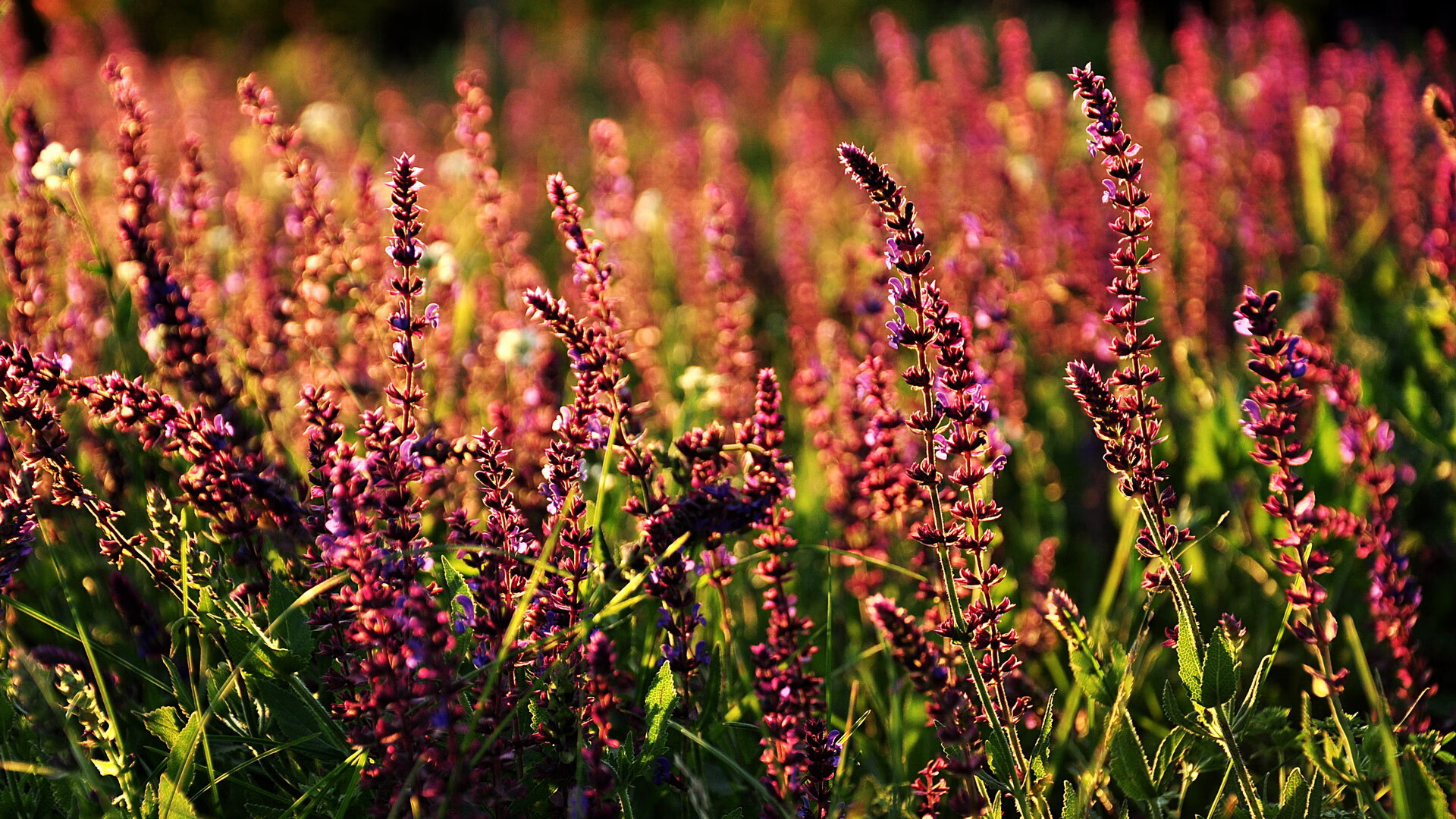 南安普顿主场氛围热烈，球迷支持不减，南安普顿主客场球衣