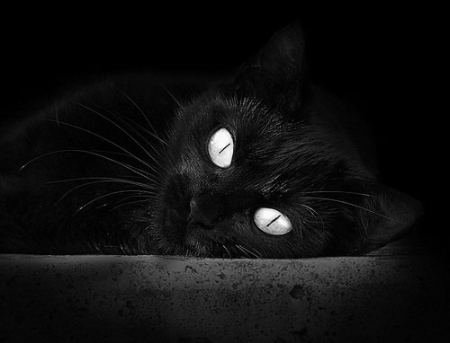 南安普顿主场氛围热烈,球迷支持不减,南安普顿今天的比赛