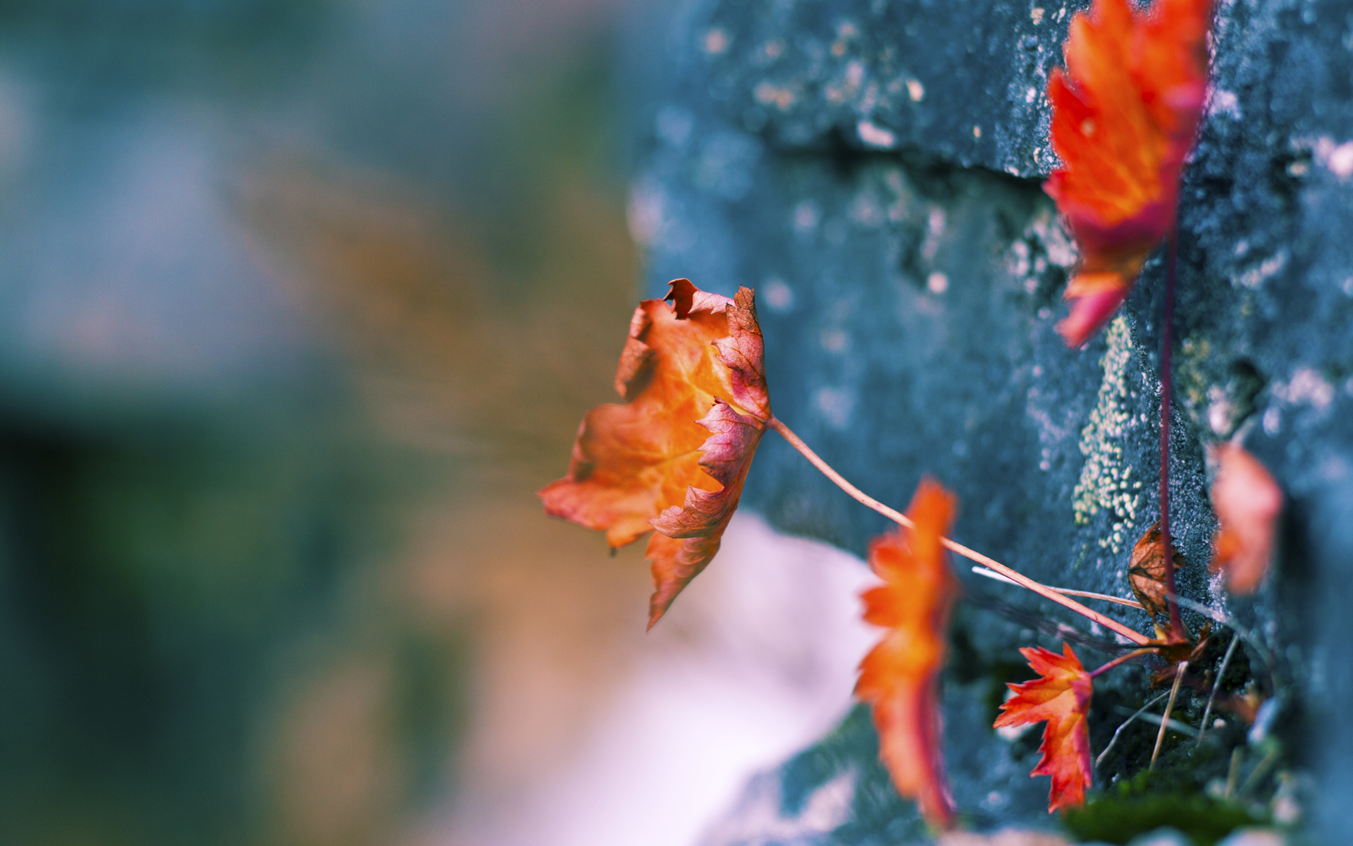 南安普顿主场迎战热刺,保级关键战,南安普顿主场对热刺