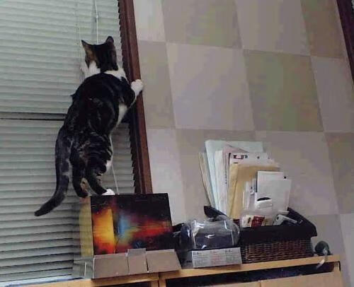 图卢兹主场被天翼逼平，遭遇连败，图卢兹吧