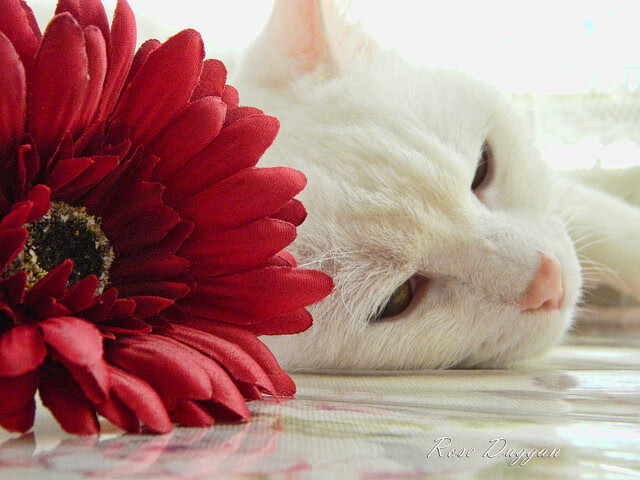 电竞赛事转播质量提升，电竞赛事转播质量提升策略