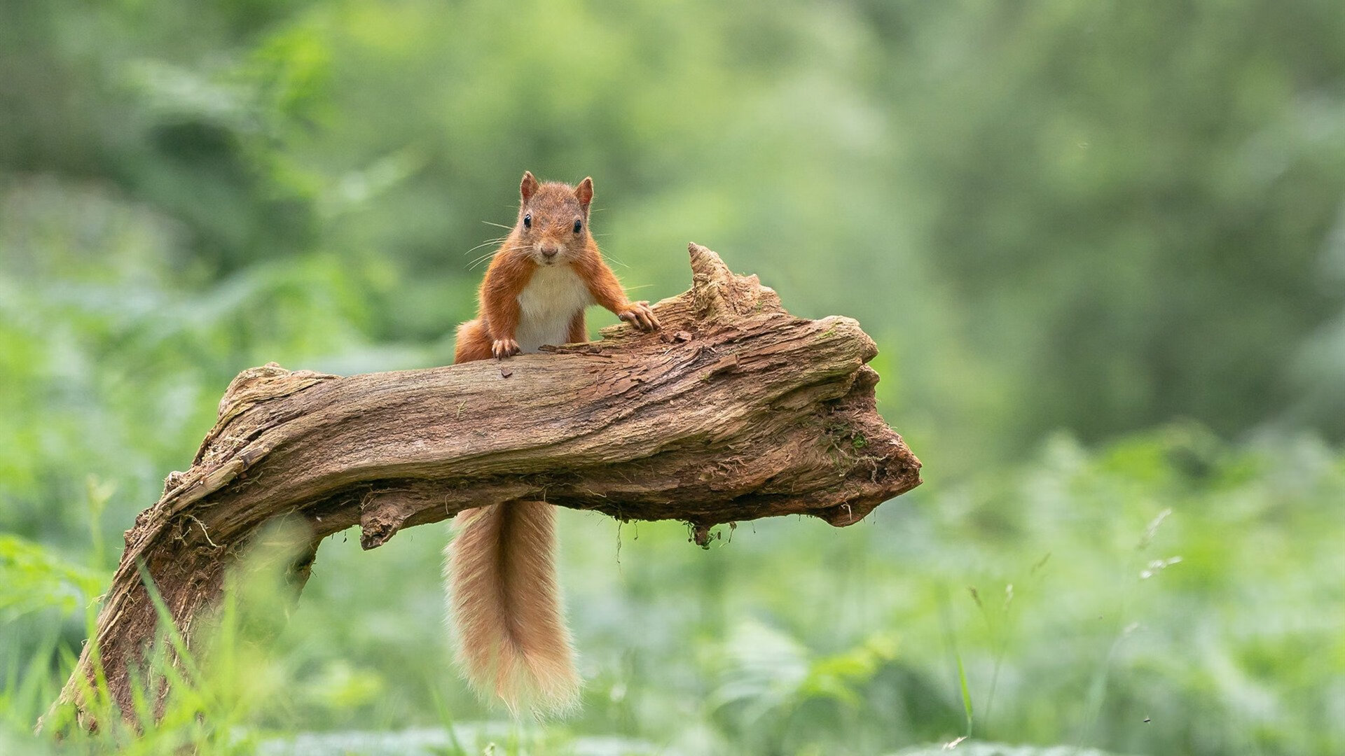 纽卡斯尔攻守不力，重回保级魔咒，纽卡斯尔图片