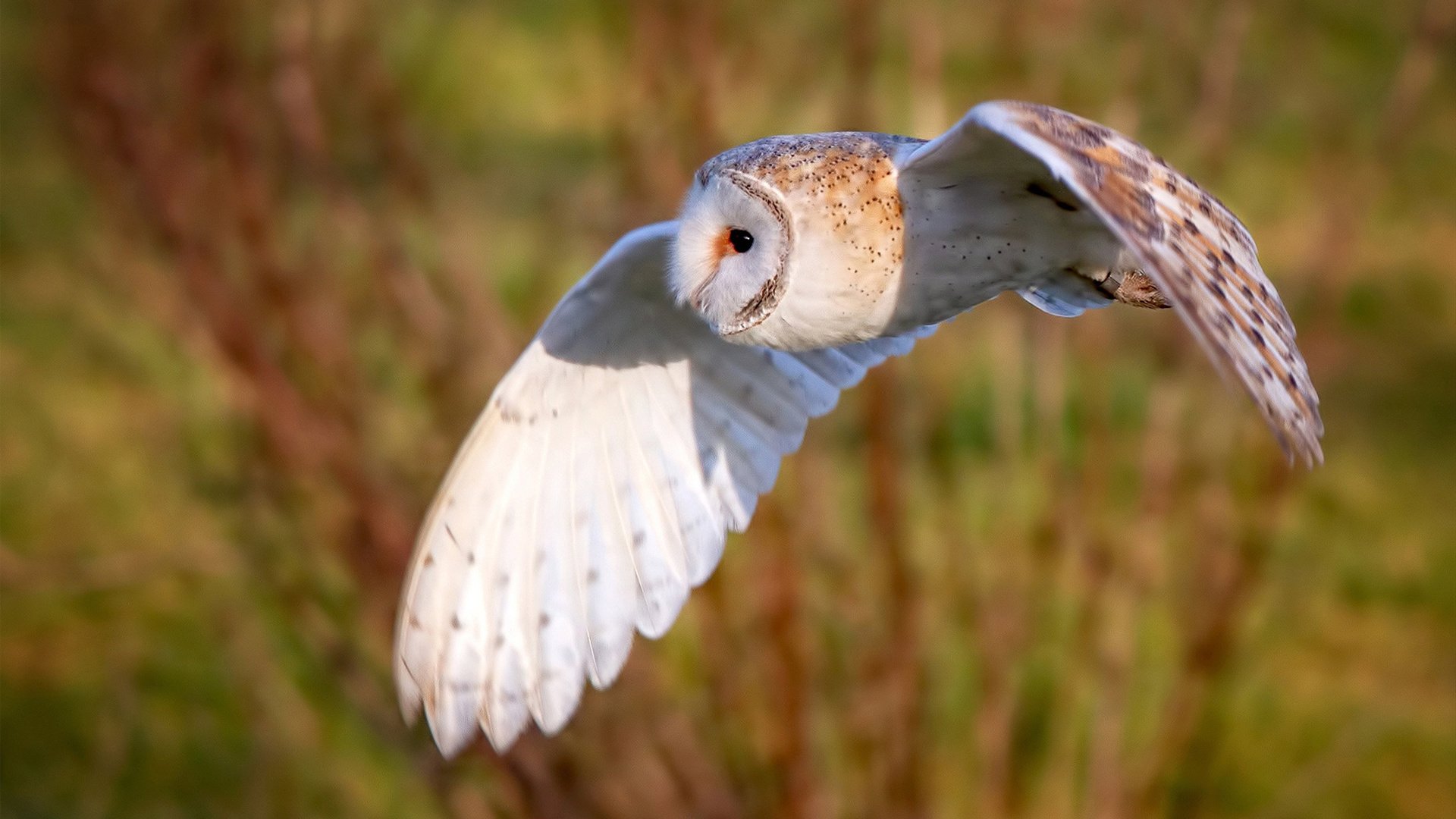 纽卡斯尔联主场0-2不敌阿斯顿维拉，争四形势严峻，纽卡斯尔联球场
