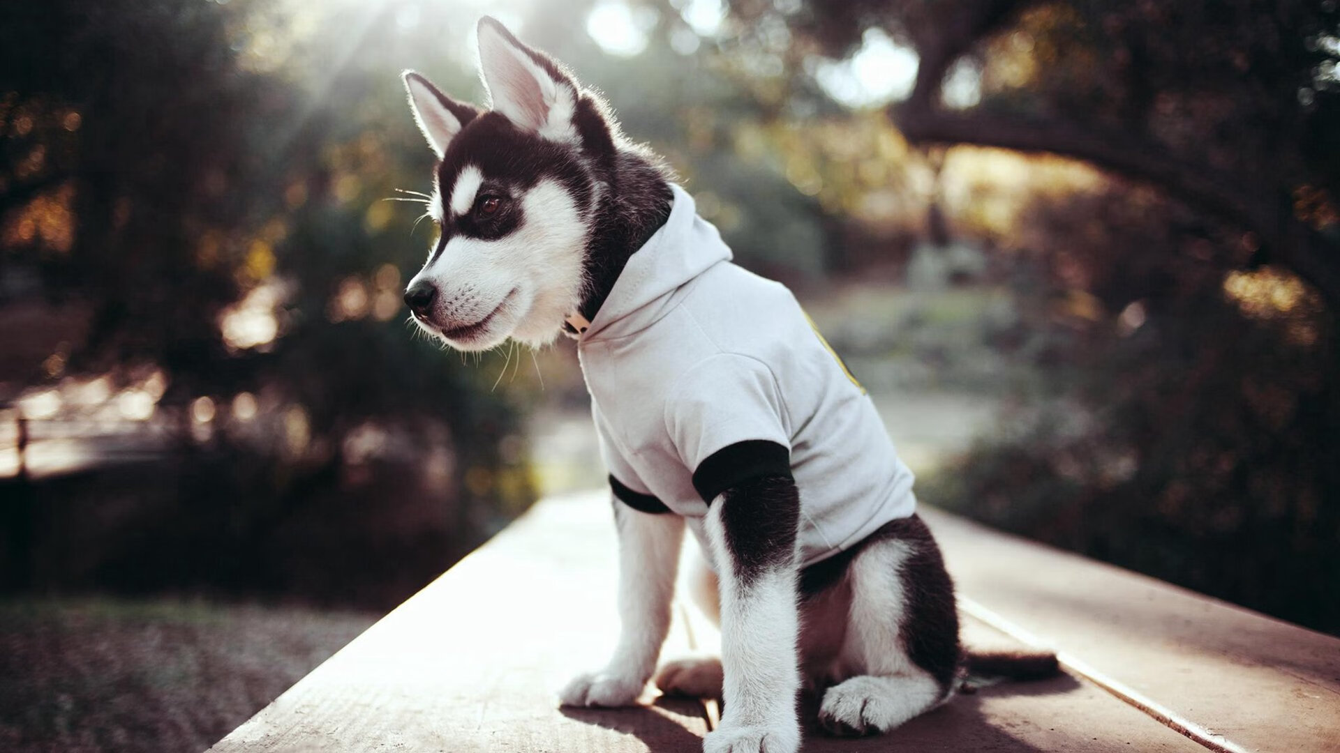 赫塔菲备战下轮对阵皇家社会的比赛，赫塔菲vs皇家马德里预测