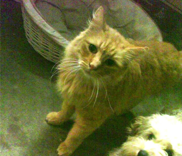 阿根廷队在美洲杯小组赛中全胜出线,状态火热,阿根廷美洲杯比赛结果