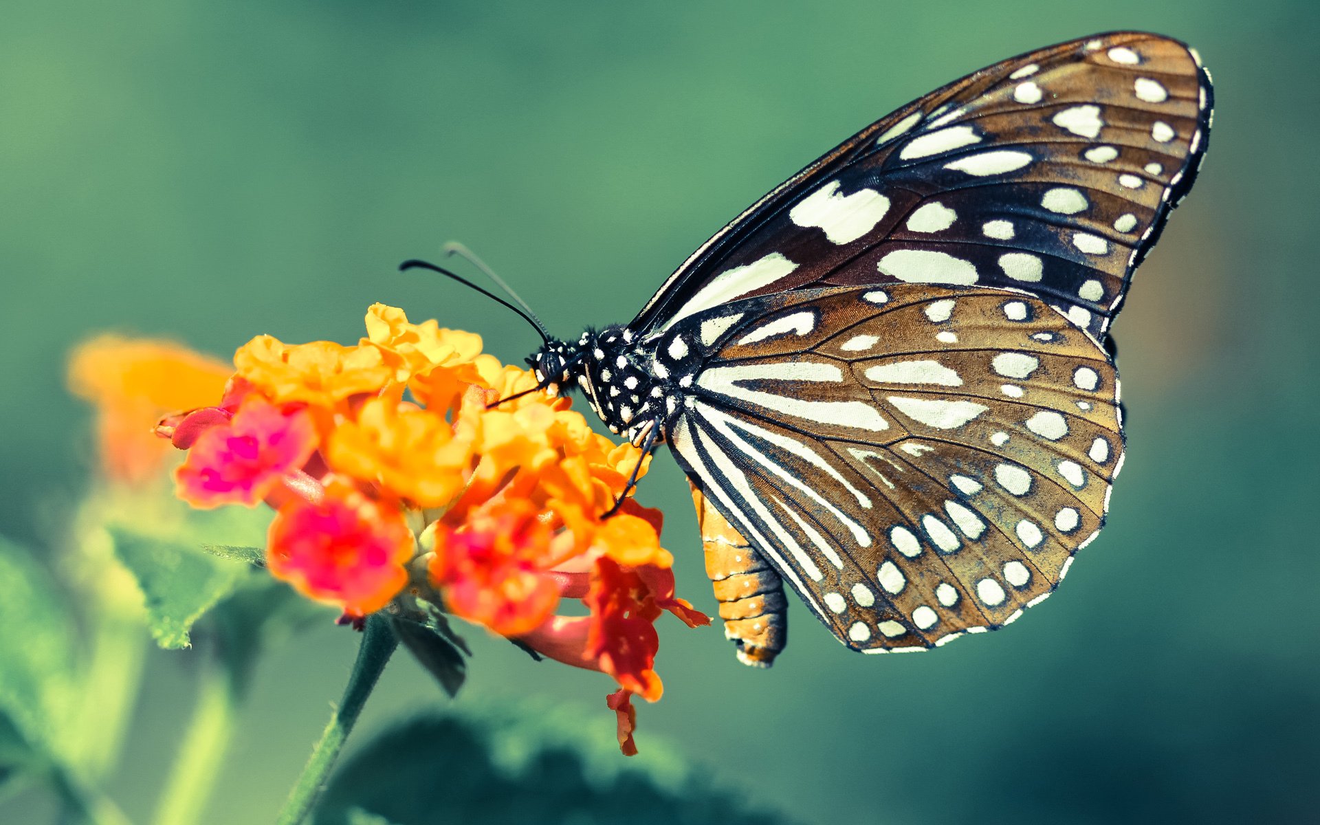 球队分拆：企业化管理中的创新实践，球队分类