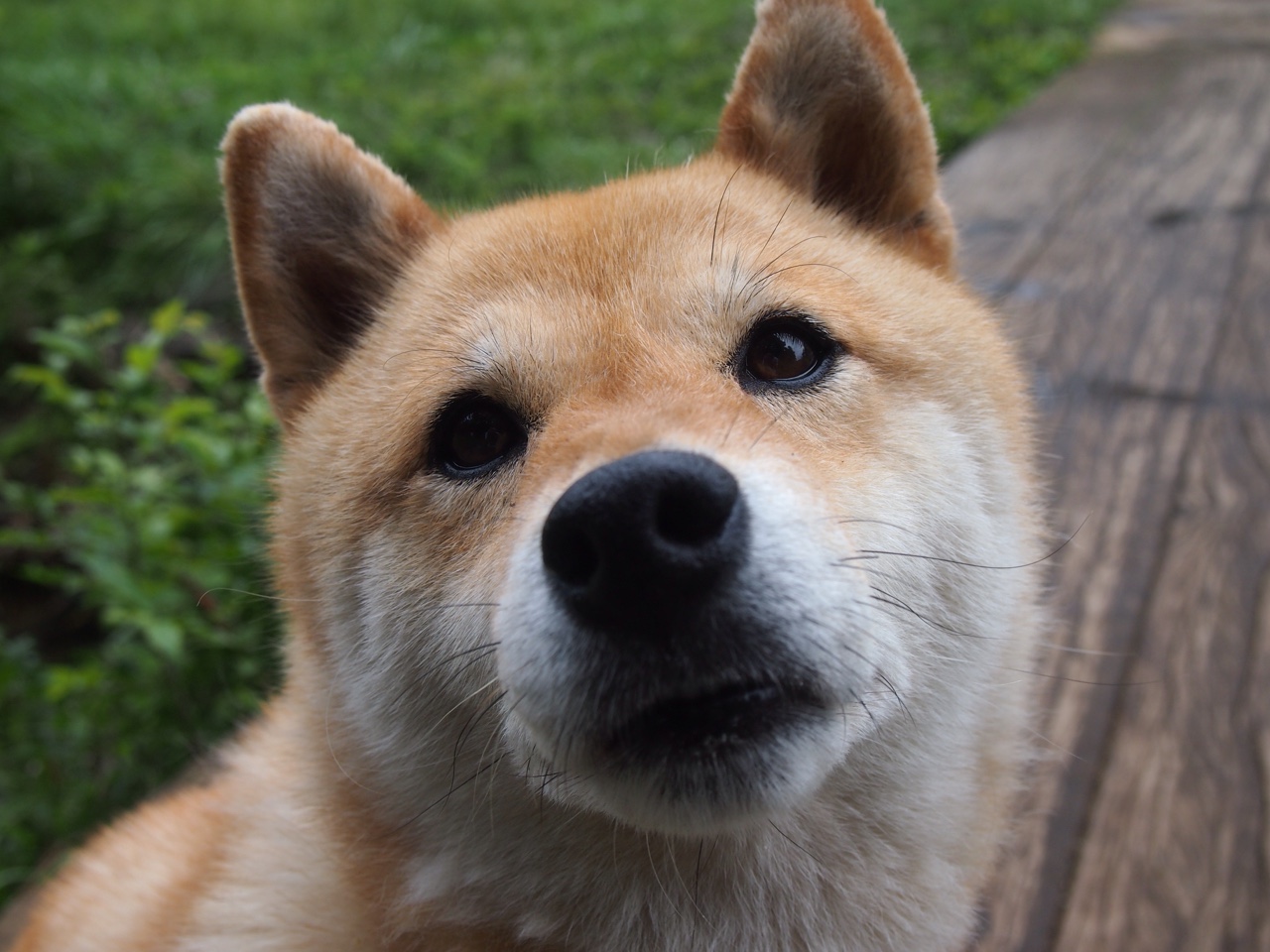 帕特森凭借精准的战术执行，带领袋鼠队在关键时刻制胜，帕特森数据