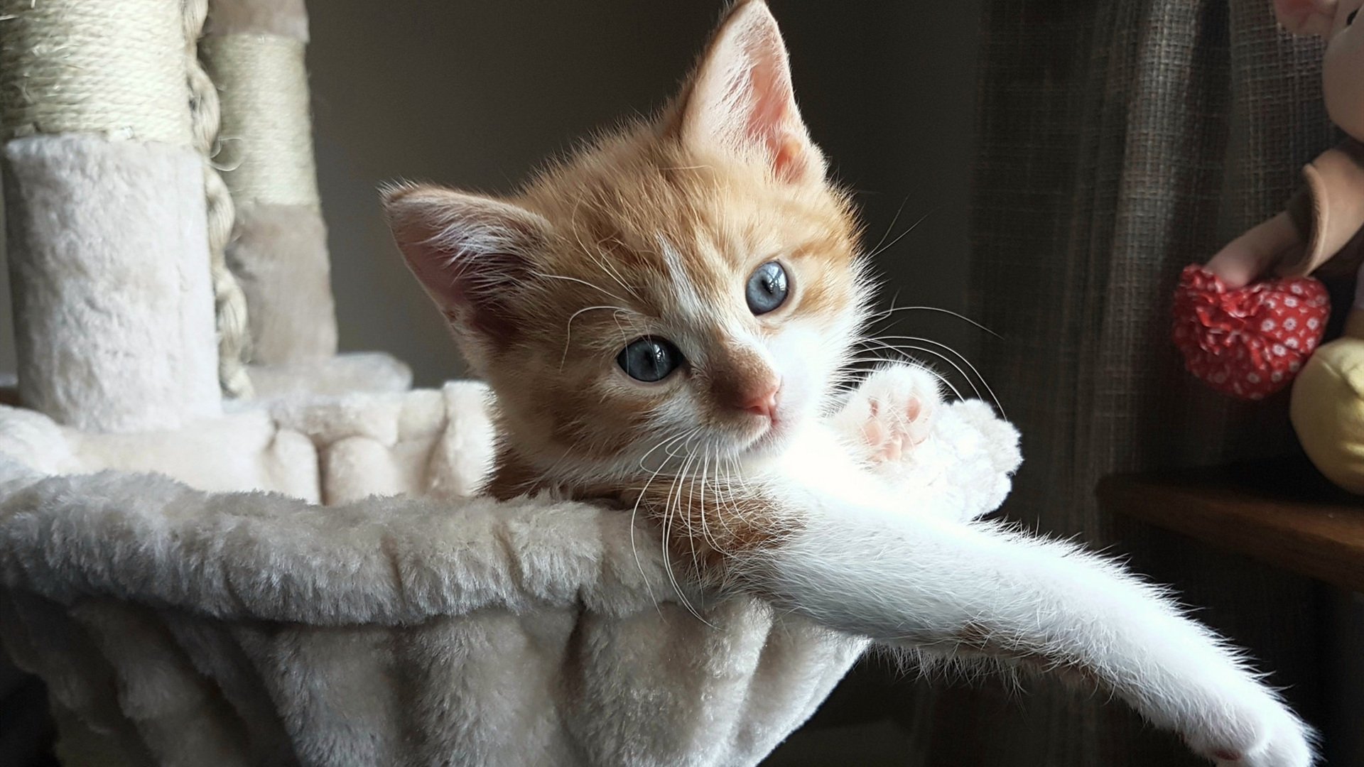 开云在线直播-新西兰全黑队的防守堪称铁壁，无缝防守令对方难以突破，新西兰全黑队队员介绍