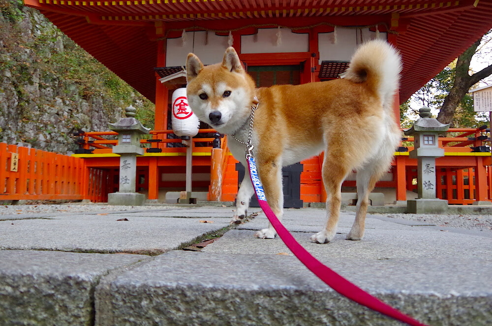 湖人计划在客场组织球迷答谢仪式,湖人队showtime